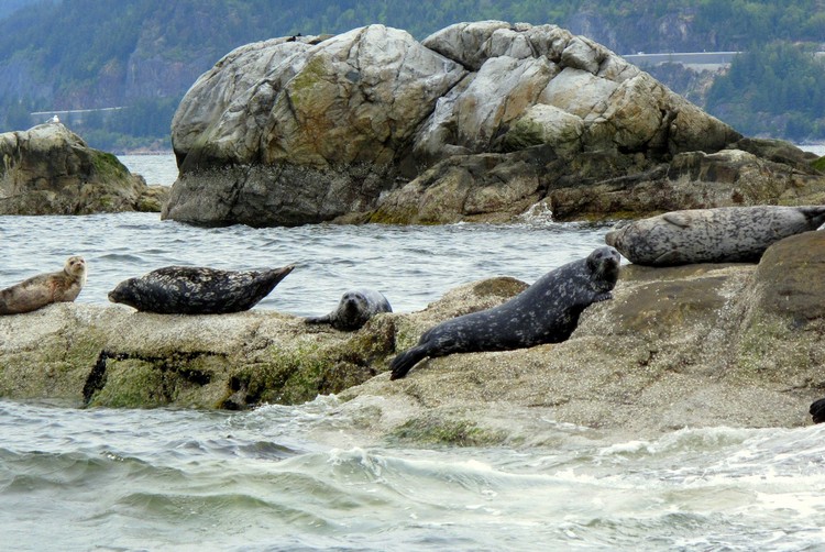 Seal colony at Pam Rocks in Howe Soune, things to do along the Sea to Sky Highway
