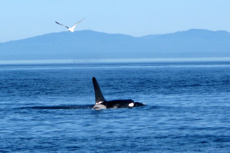 things to do in Victoria British Columbia, Orca Whale, Whale Watching