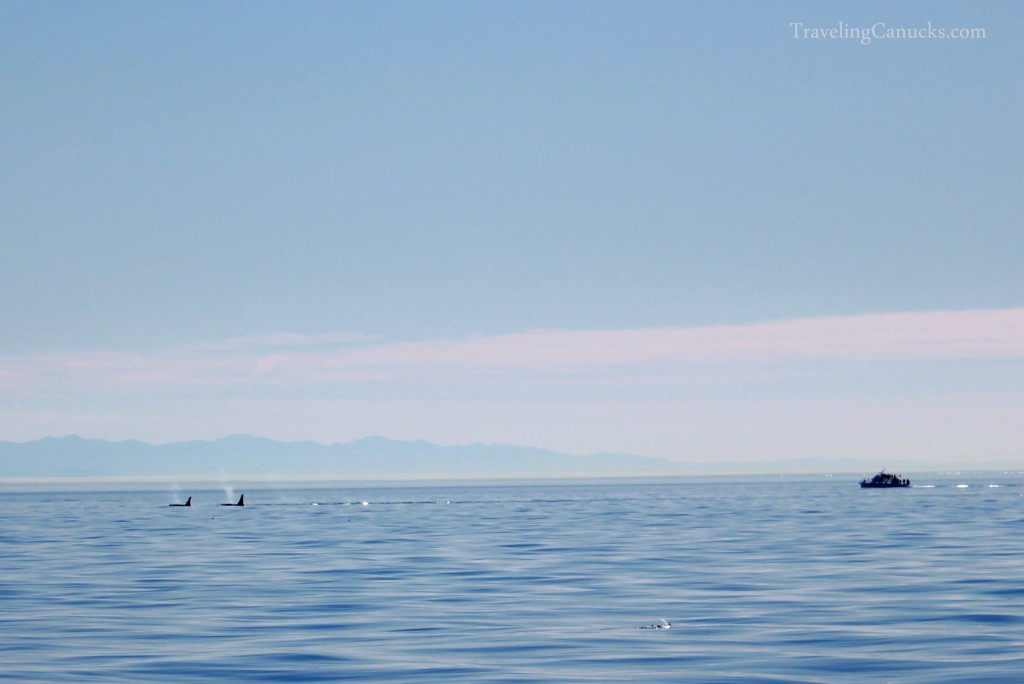 Victoria whale watching tour, orca whales, British Columbia
