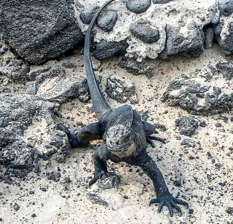 Marine Iguana on Isabela Island Galapagos