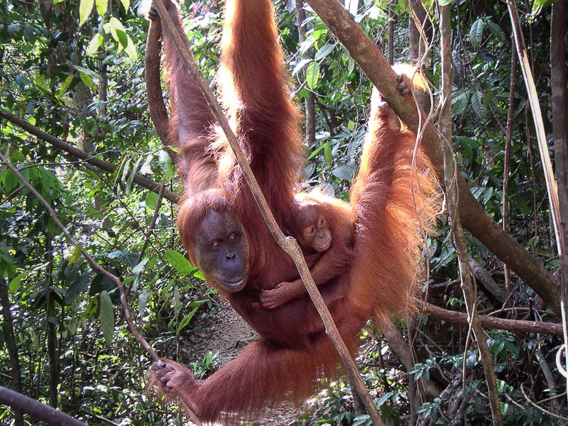 Indonesia Mom and Baby orangutan in Sumatra