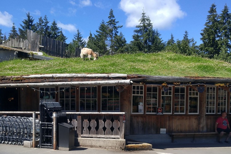 Goats on the Roof at Coombs Market, Nanaimo, Vancouver Island, British Columbia, Canada