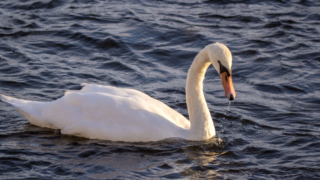 Swan in Galway