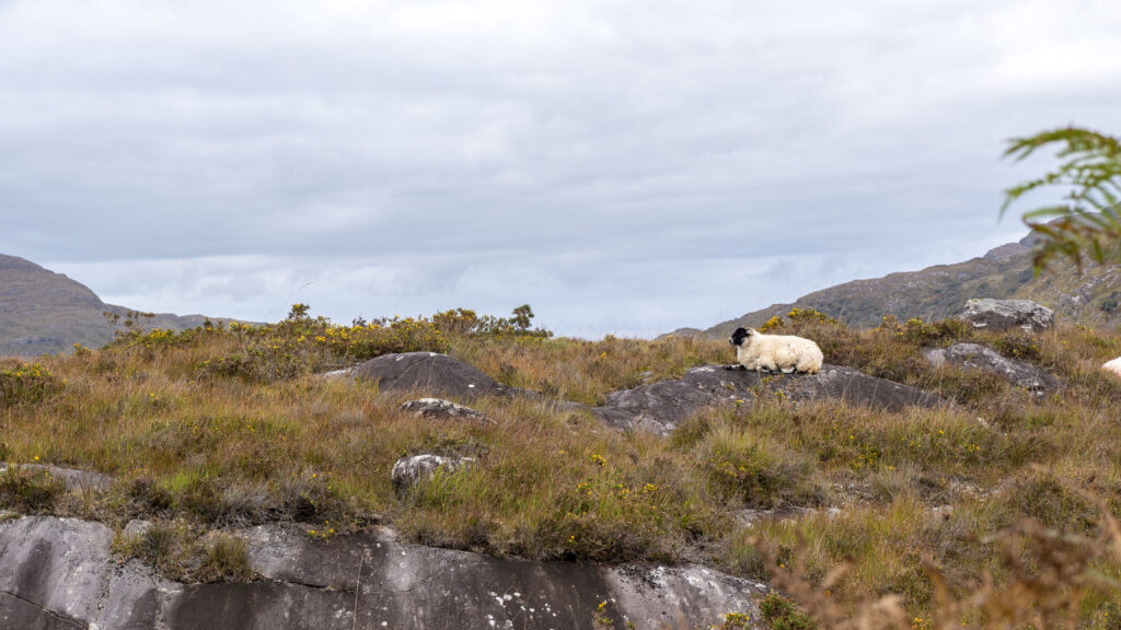 Sheep in Killarney
