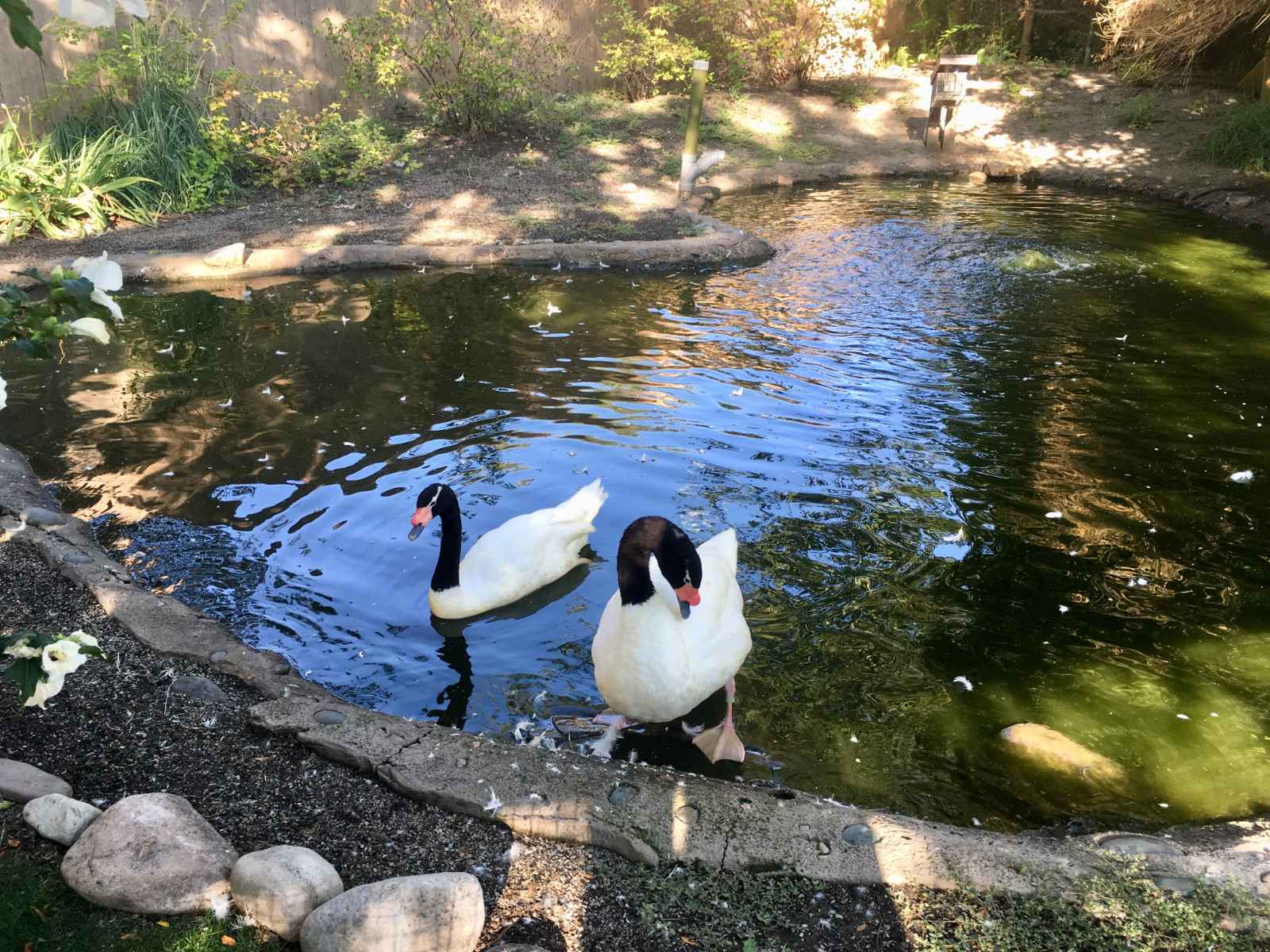 Things to do in Salt Lake City - Tracy Aviary & Botanical Gardens