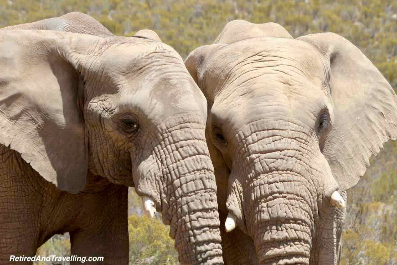 Elephants - Planning An African Safari Trip