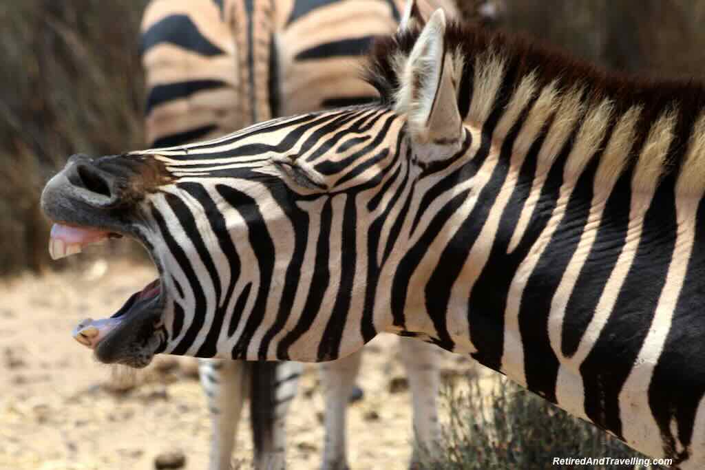Zebra - Planning An African Safari Trip