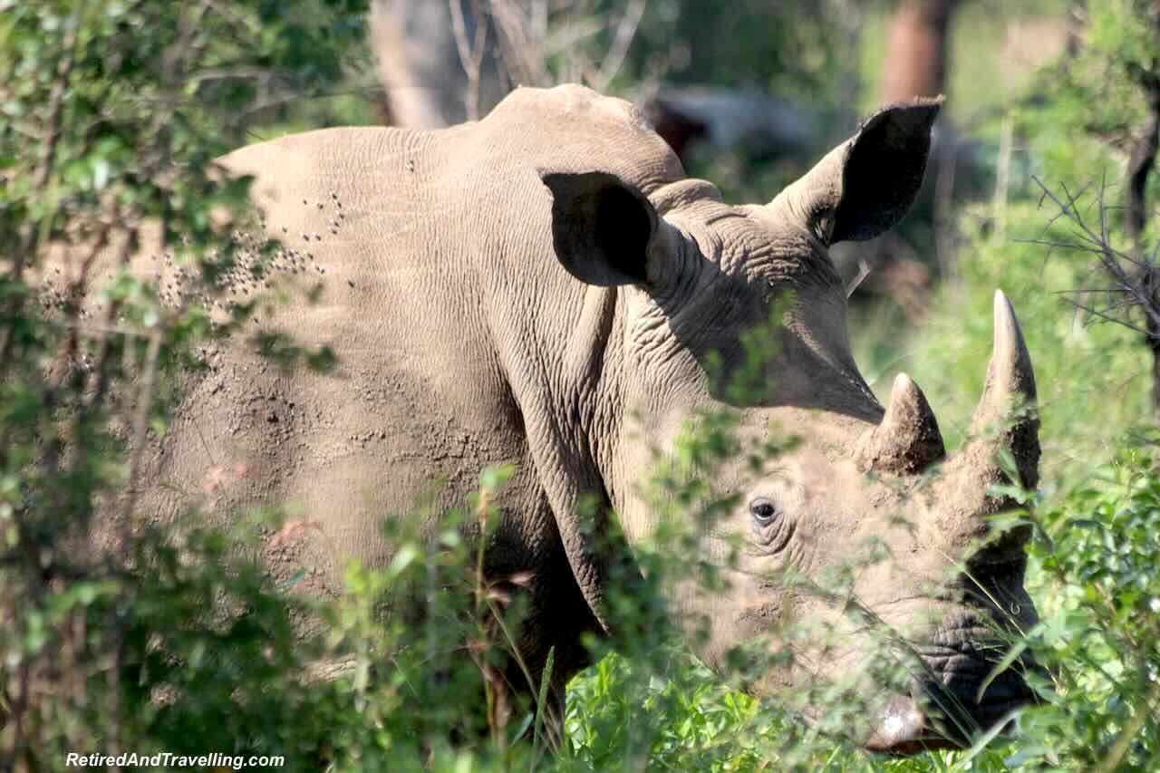 Rhino - Planning An African Safari Trip