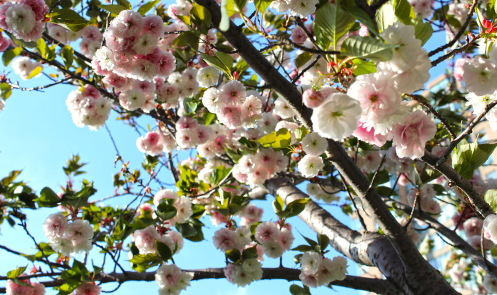 Cherry Blossoms Mississauga
