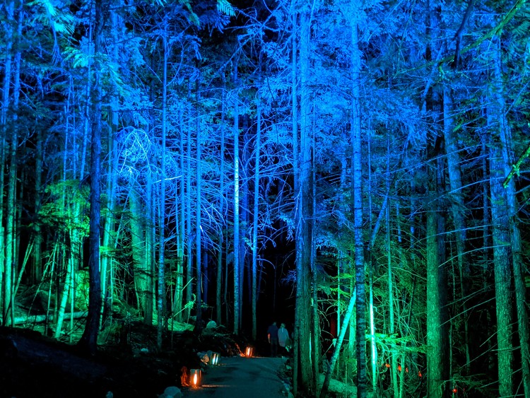 The night forest at Vallea Lumina Whistler