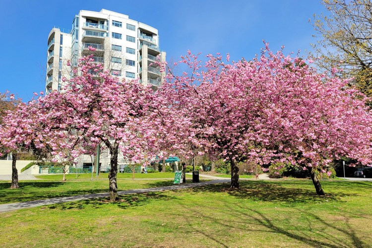 Victoria Park, where to see cherry blossoms in North Vancouver, best time to see cherry blossoms