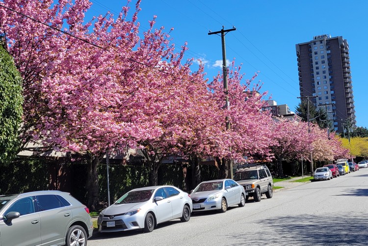 where to find the best spot for cherry blossoms in North Vancouver near Lonsdale Ave