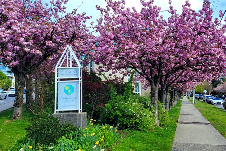 where to see cherry blossoms in North Vancouver, best time to see cherry blossoms