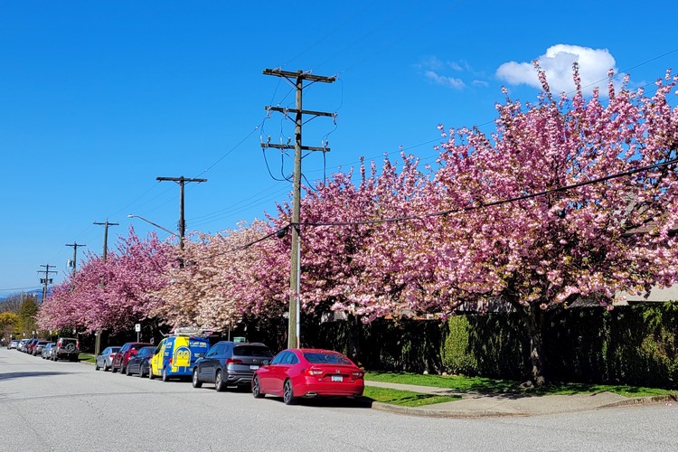 where to find the best spot for cherry blossoms in North Vancouver near Lonsdale Ave