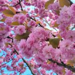 Where to find Cherry Blossoms North Vancouver British Columbia