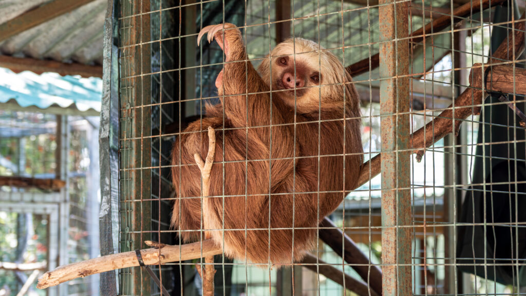 Sloths at the Toucan Rescue Ranch