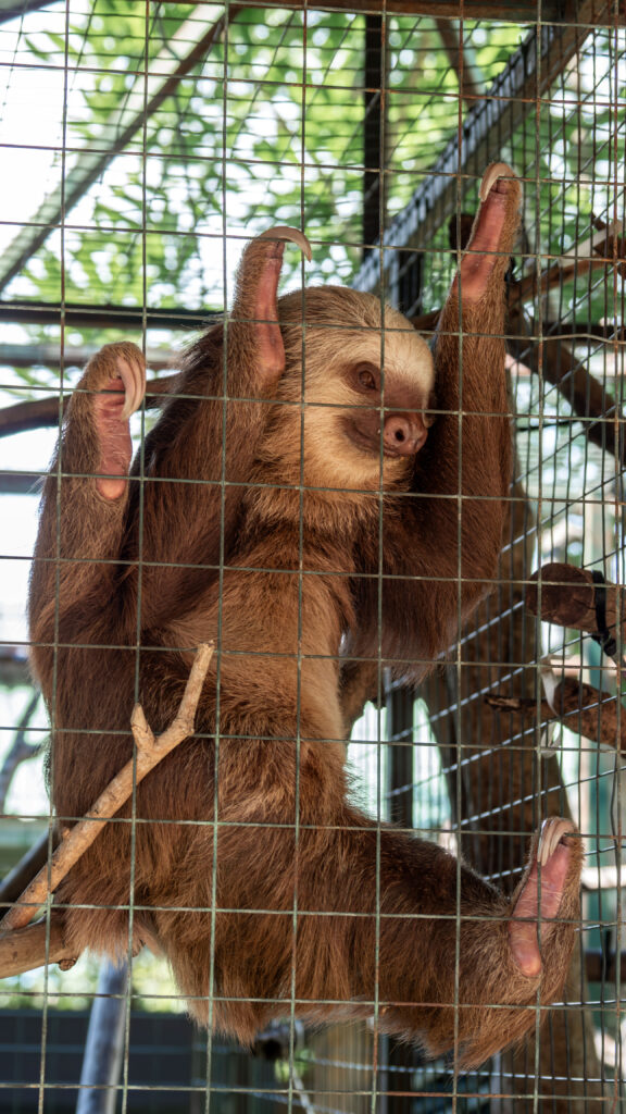 Sloth at the Toucan Rescue Ranch