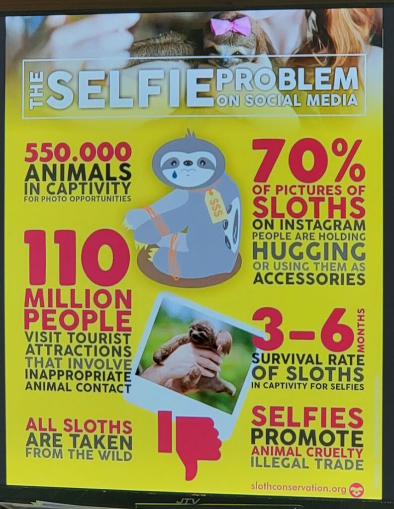 The problem with sloth selfies