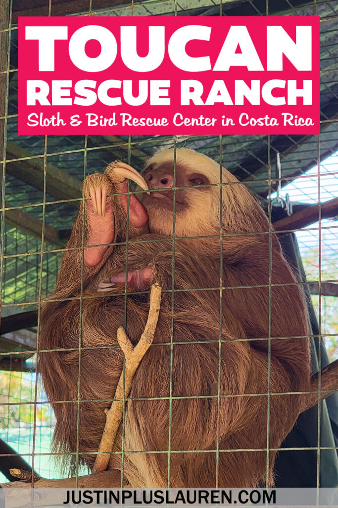 The Toucan Rescue Ranch in Costa Rica is an excellent sanctuary for rescued sloths, toucans and wildlife. Here's how to plan your visit.