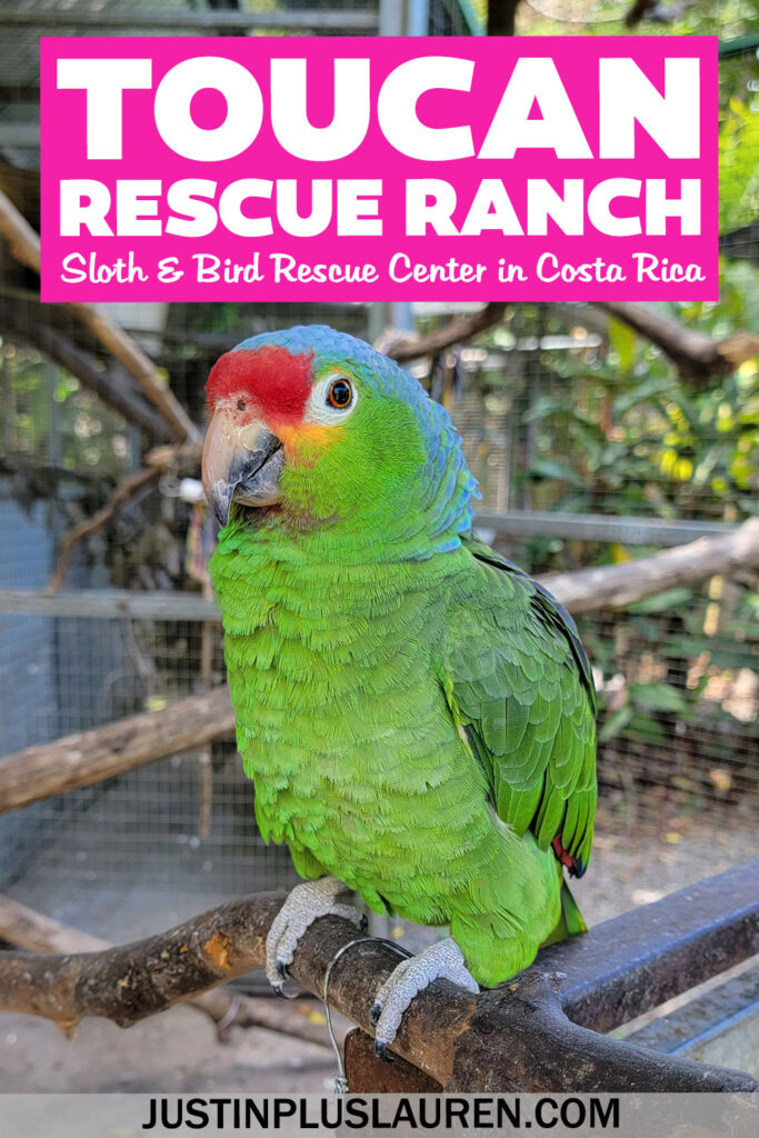 The Toucan Rescue Ranch in Costa Rica is an excellent sanctuary for rescued sloths, toucans and wildlife. Here's how to plan your visit.