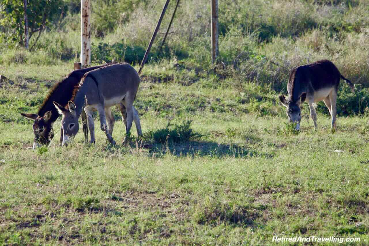 Donkeys - Rovos Rail Train From Pretoria To Victoria Falls