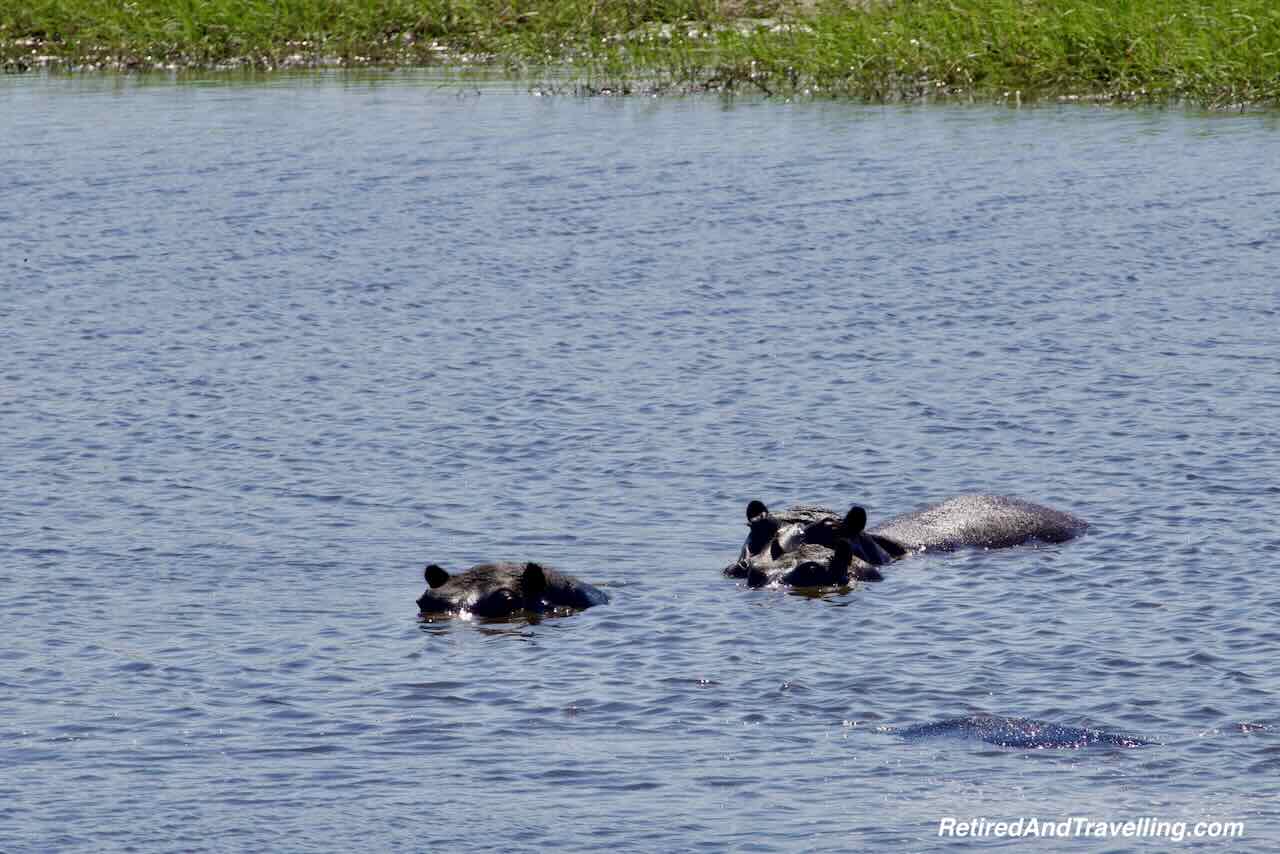 Hippos