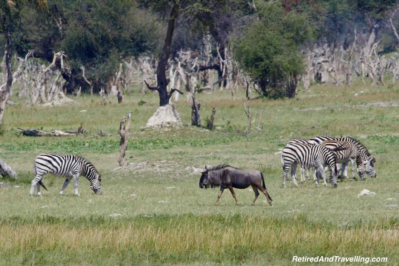 Zebra and Wildebeest - Rovos Rail Train From Pretoria To Victoria Falls