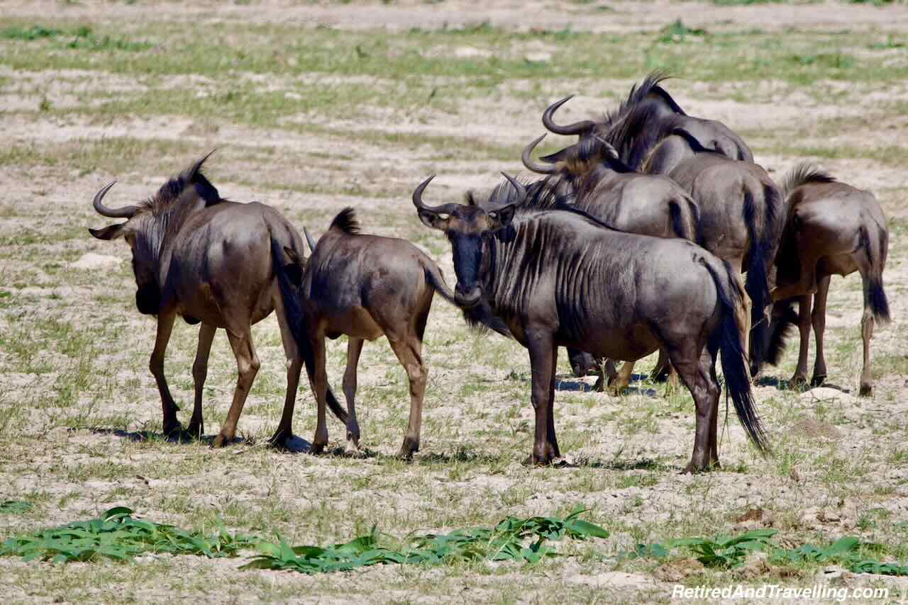 Wildebeest - Rovos Rail Train From Pretoria To Victoria Falls