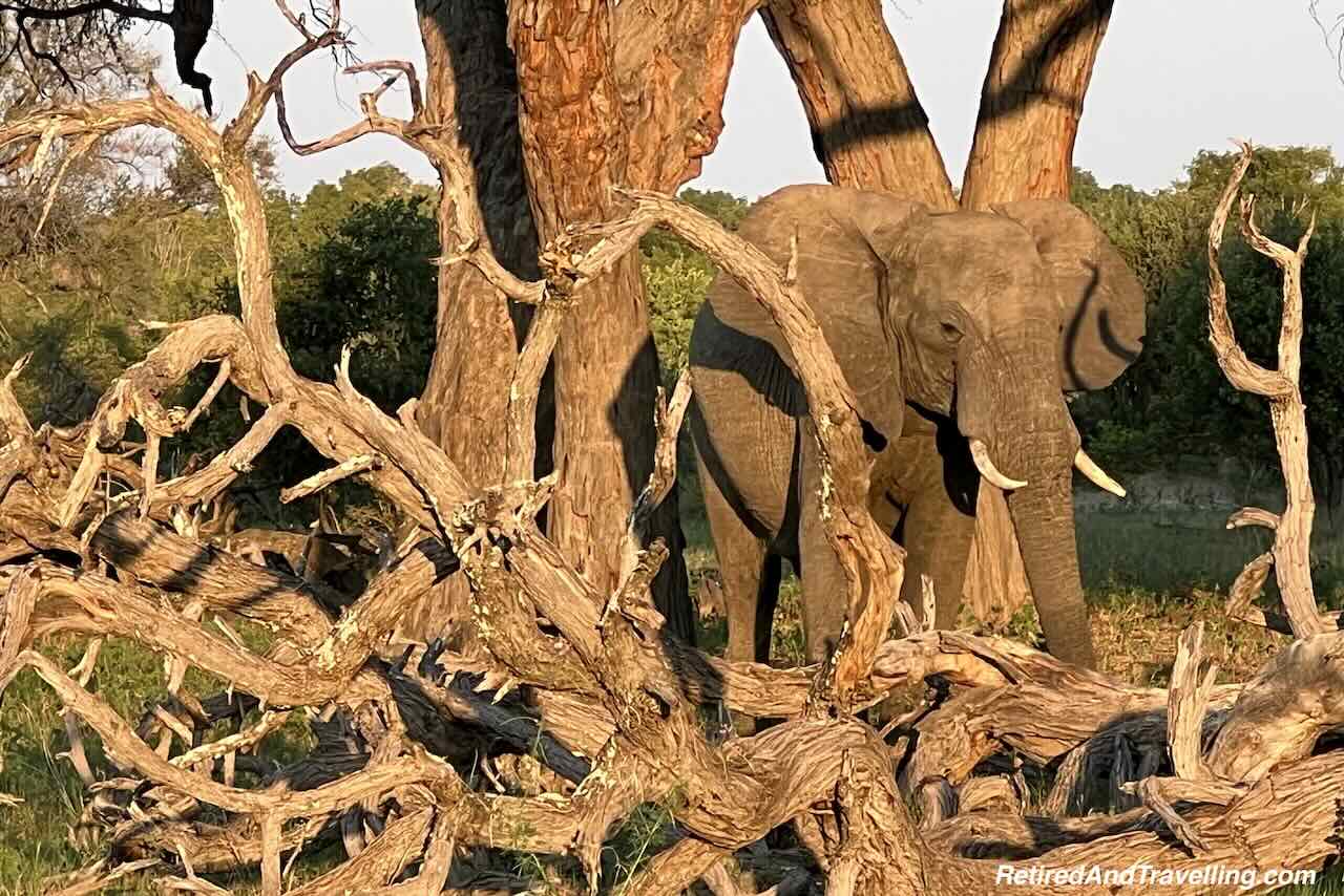 Elephants - Rovos Rail Train From Pretoria To Victoria Falls