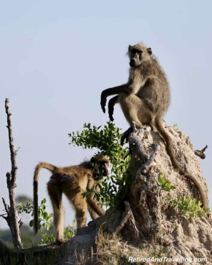 Baboon Group - Rovos Rail Train From Pretoria To Victoria Falls