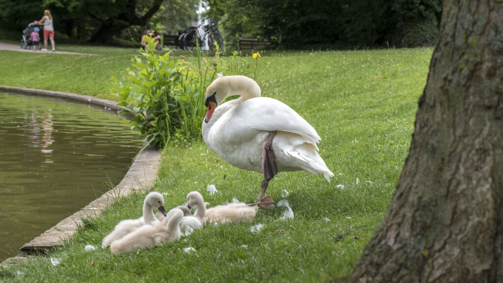 Park L'Orangerie baby swans