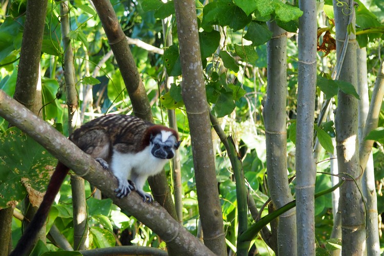 Visit Monkey Island Panama City, Panama