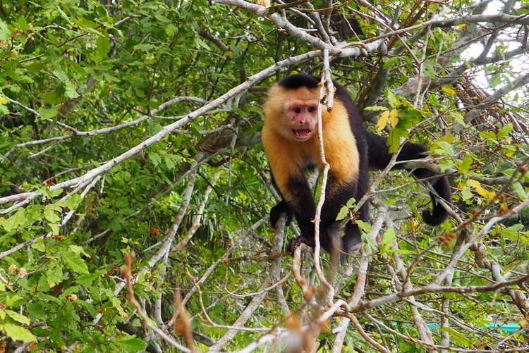 Monkey Island tour, Things to do in Panama City Panama