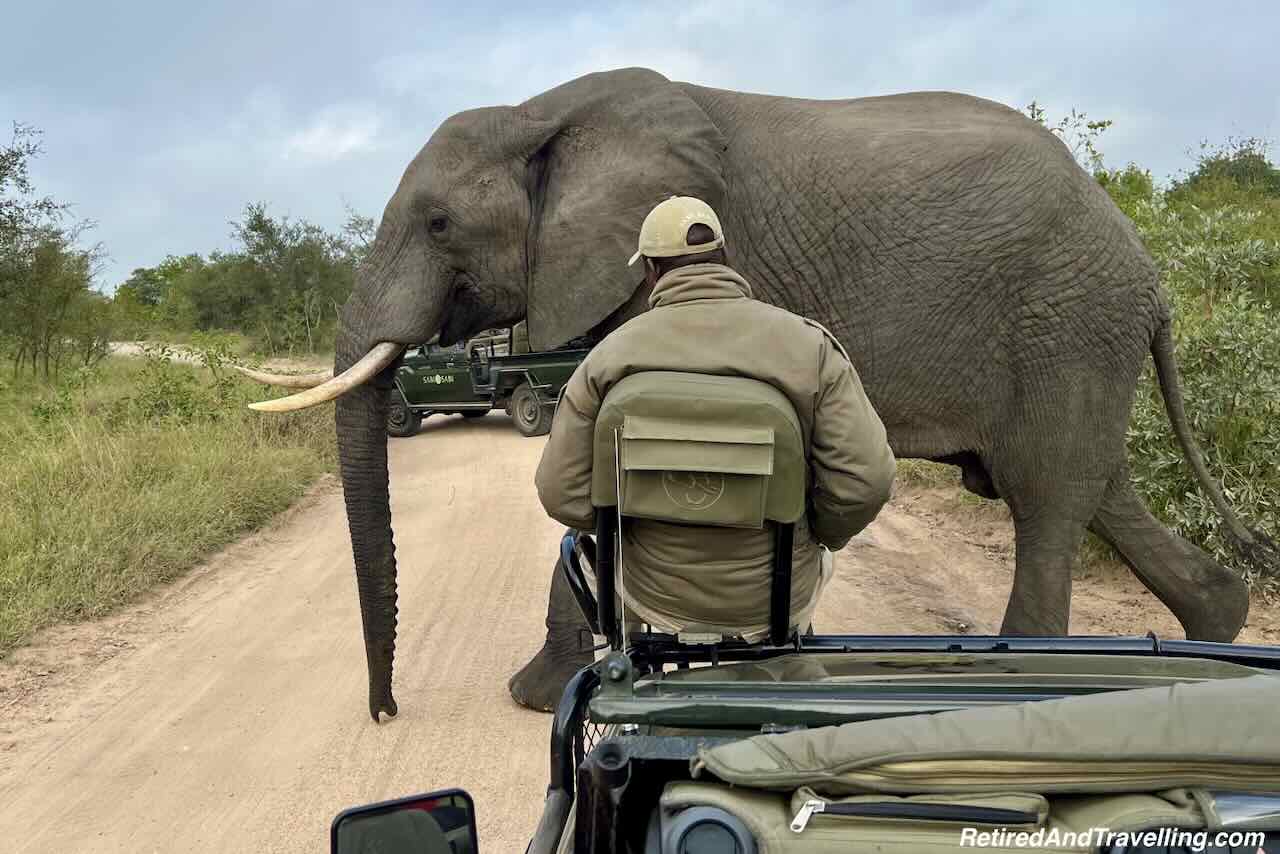 Elephant - Big Five- Close Animal Encounters At Sabi Sabi Private Game Reserve