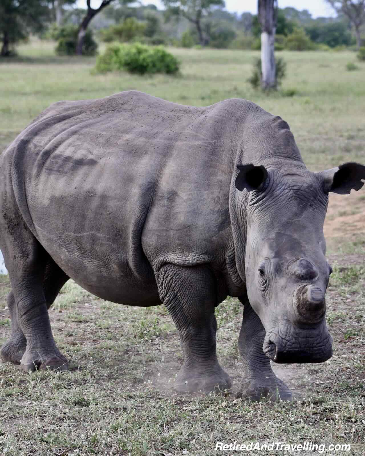 Rhino - Big Five - Close Animal Encounters At Sabi Sabi Private Game Reserve