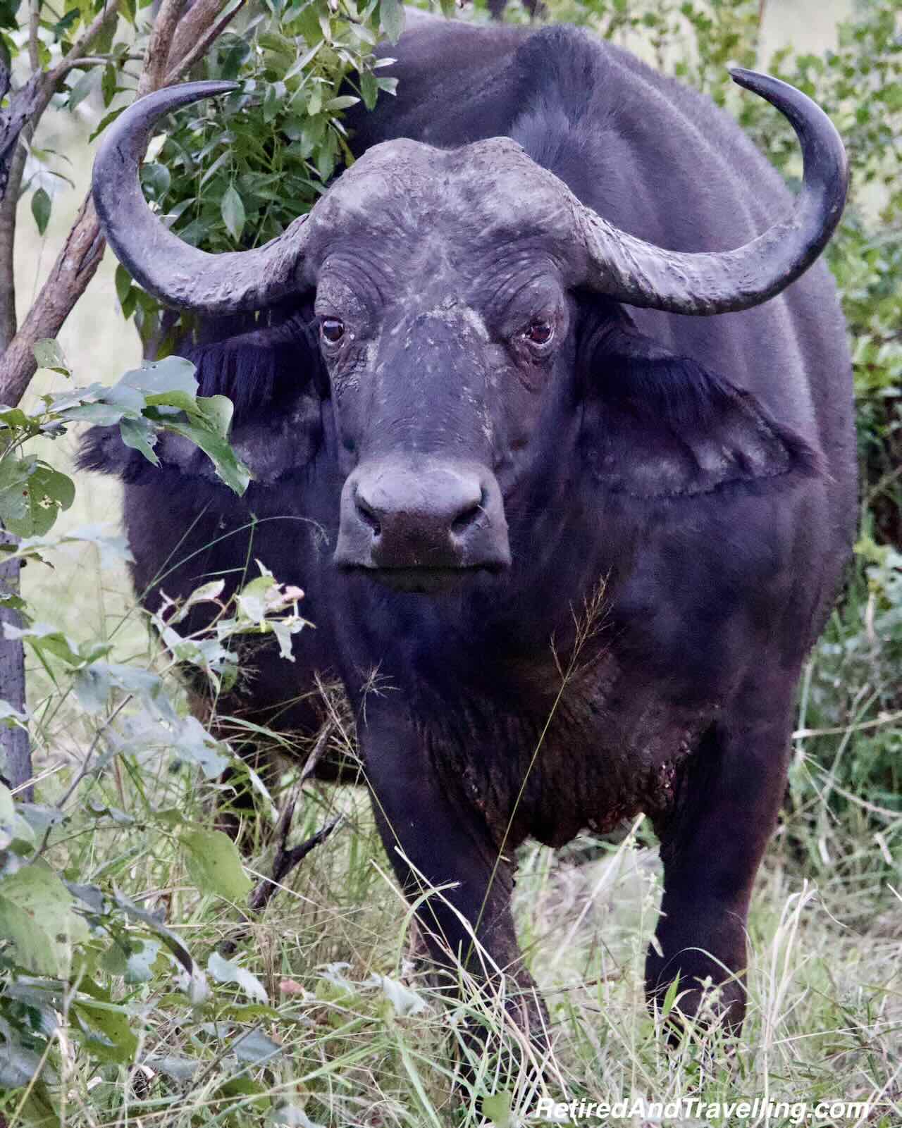 Buffalo - Big Five