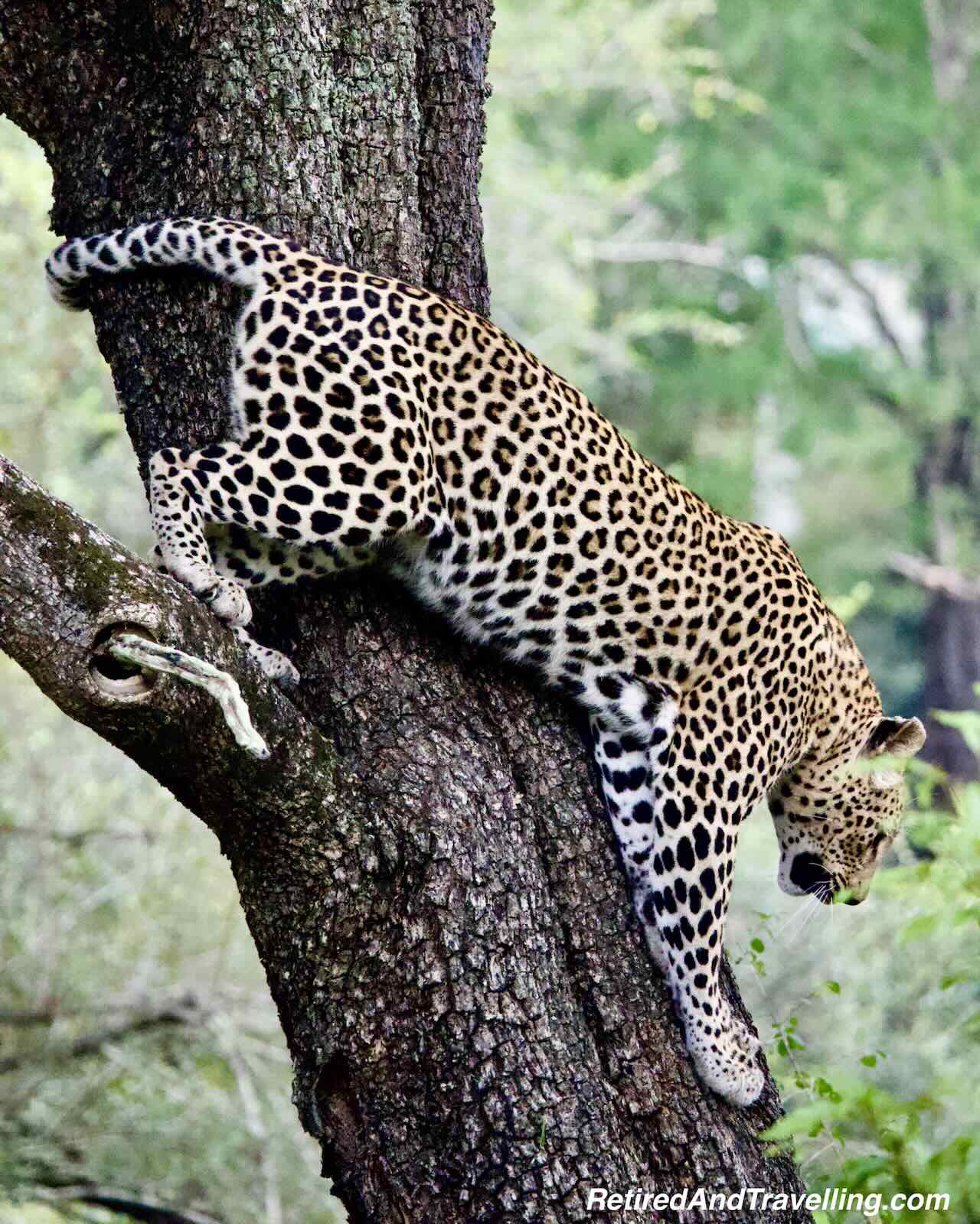 Leopard Big 5 - Close Animal Encounters At Sabi Sabi Private Game Reserve