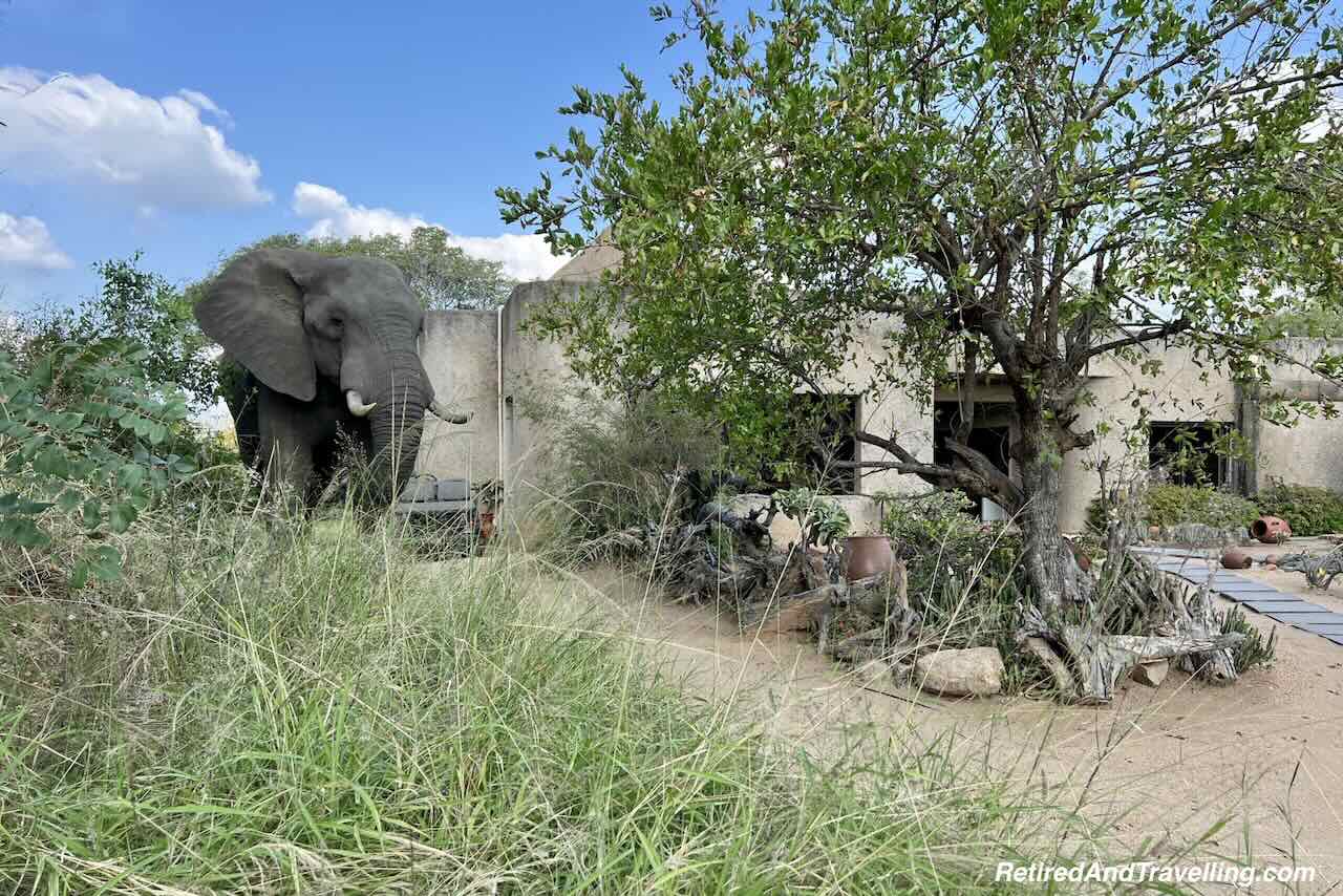 Elephant Resort Follow Us - Close Animal Encounters At Sabi Sabi Private Game Reserve