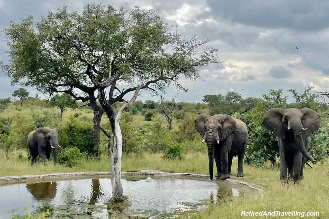 Elephant Resort Pond - Close Animal Encounters At Sabi Sabi Private Game Reserve