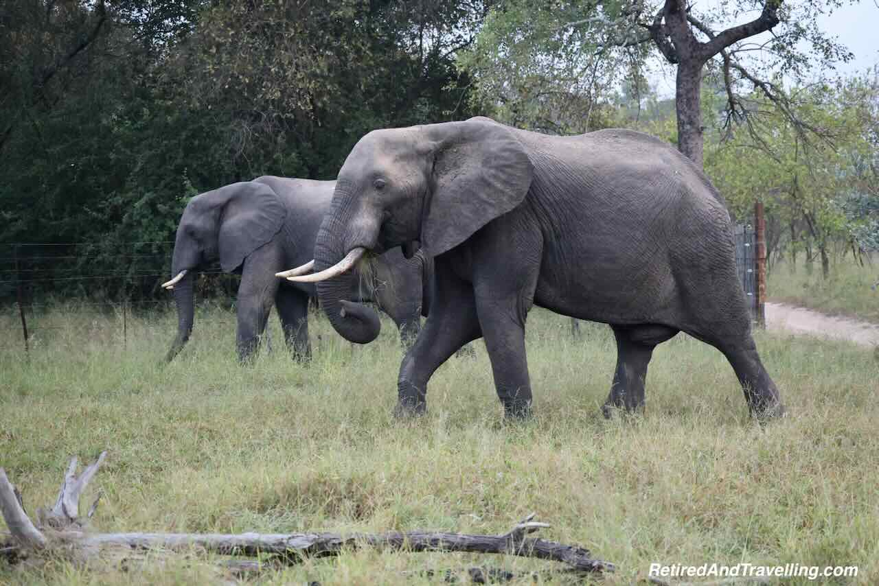 Elephant - Big Five