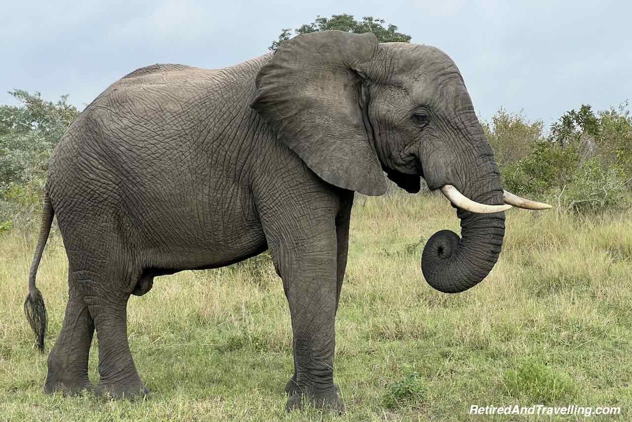 Elephant - Big Five - Close Animal Encounters At Sabi Sabi Private Game Reserve