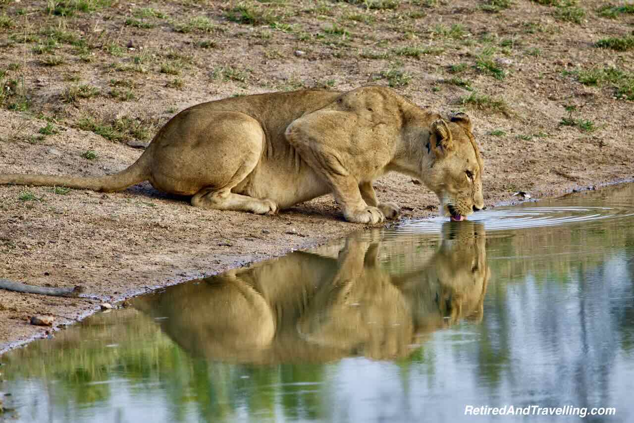 Lion Family Play - Close Animal Encounters At Sabi Sabi Private Game Reserve