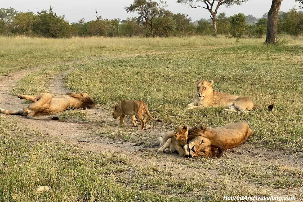 Lion Family Play