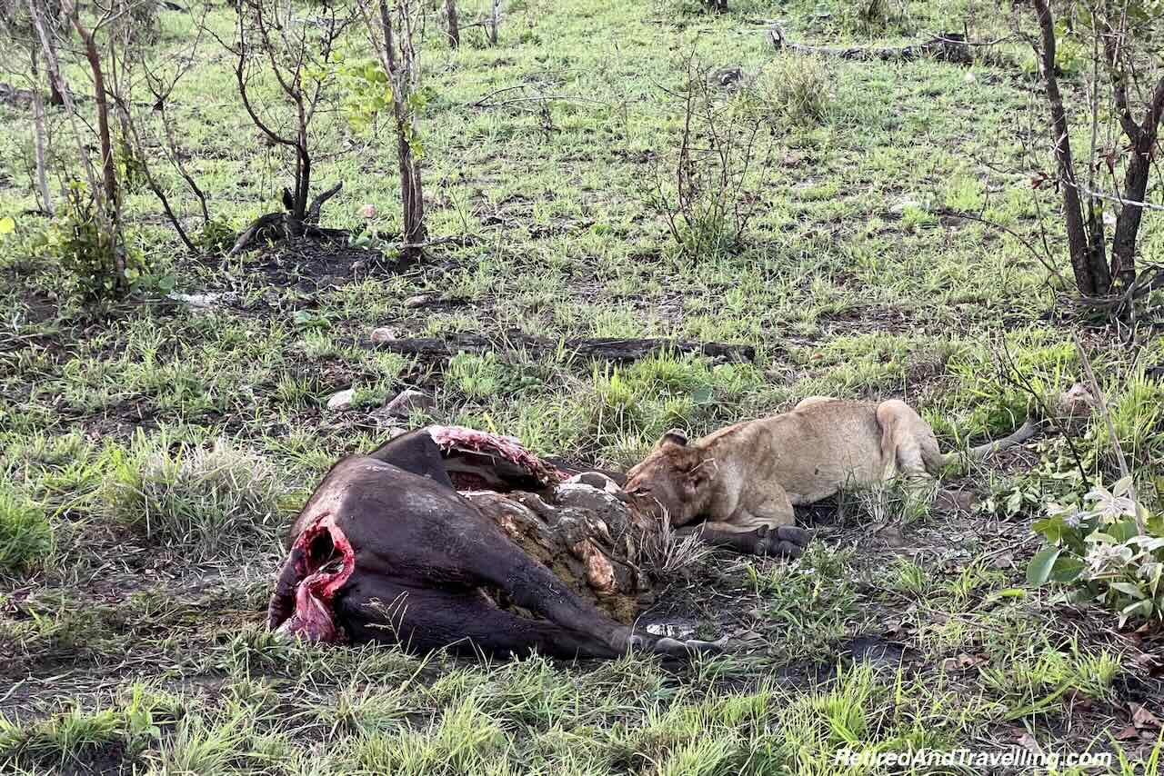 Lion Buffalo Kill