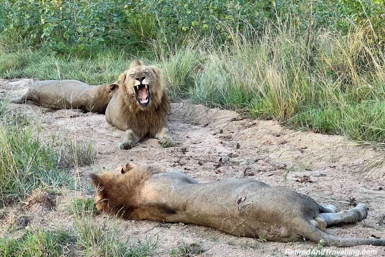 Lion Buffalo Kill
