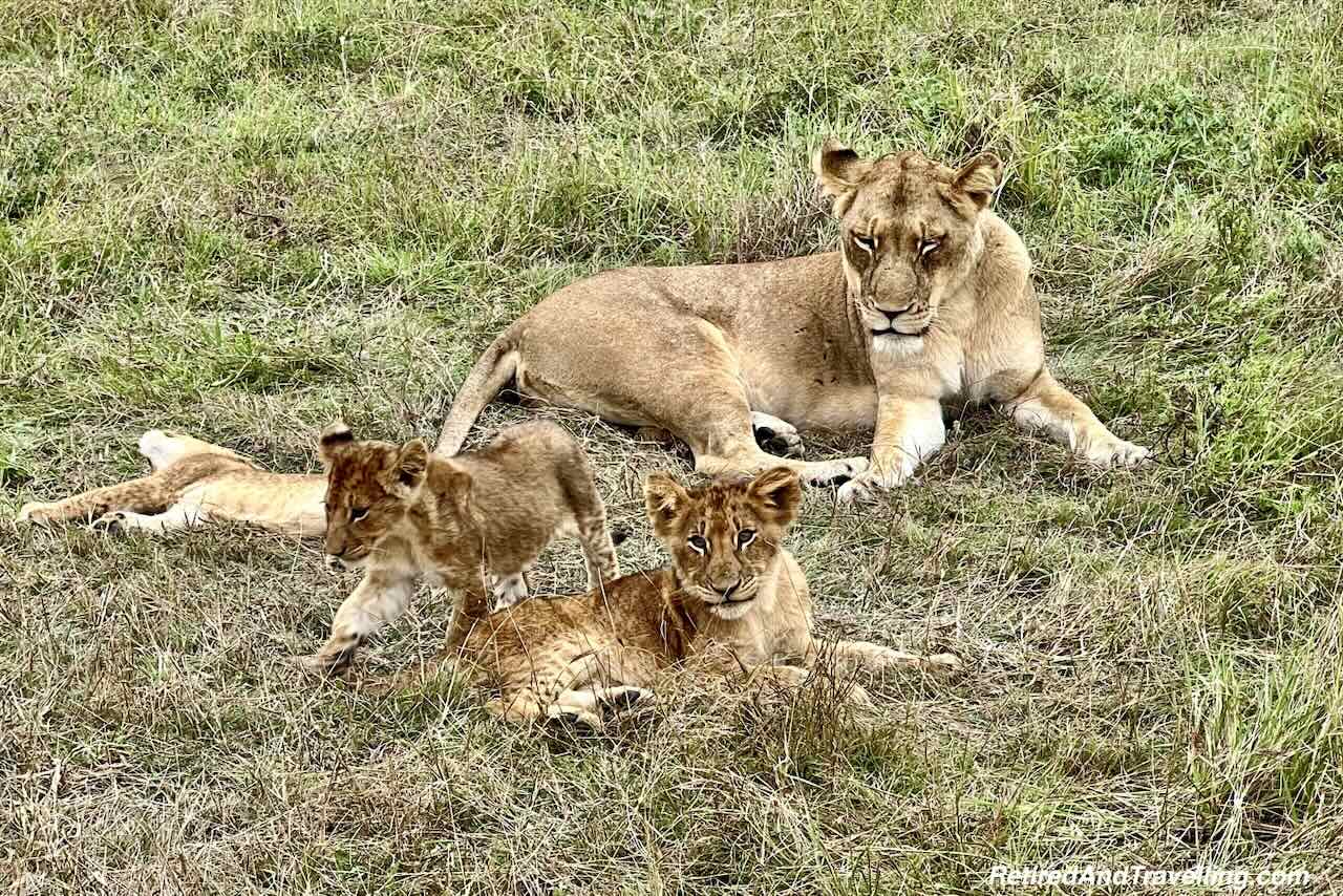 Lion Pride Cubs
