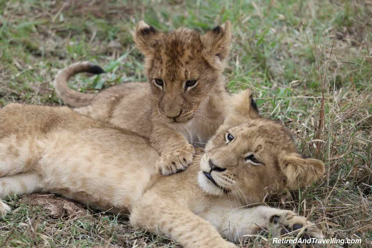 Lion Pride Cubs - Close Animal Encounters At Sabi Sabi Private Game Reserve