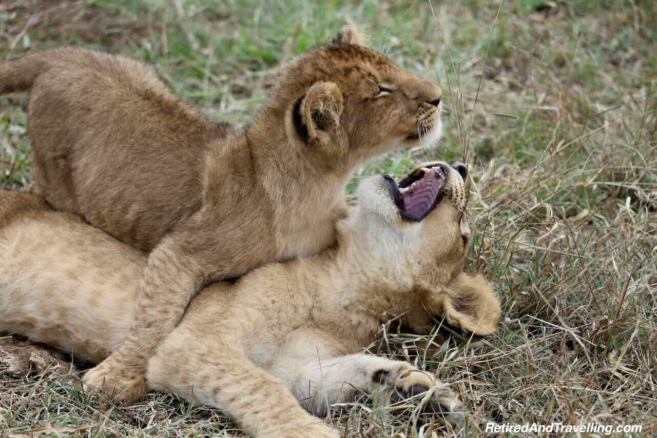 Lion Pride Cubs - Close Animal Encounters At Sabi Sabi Private Game Reserve