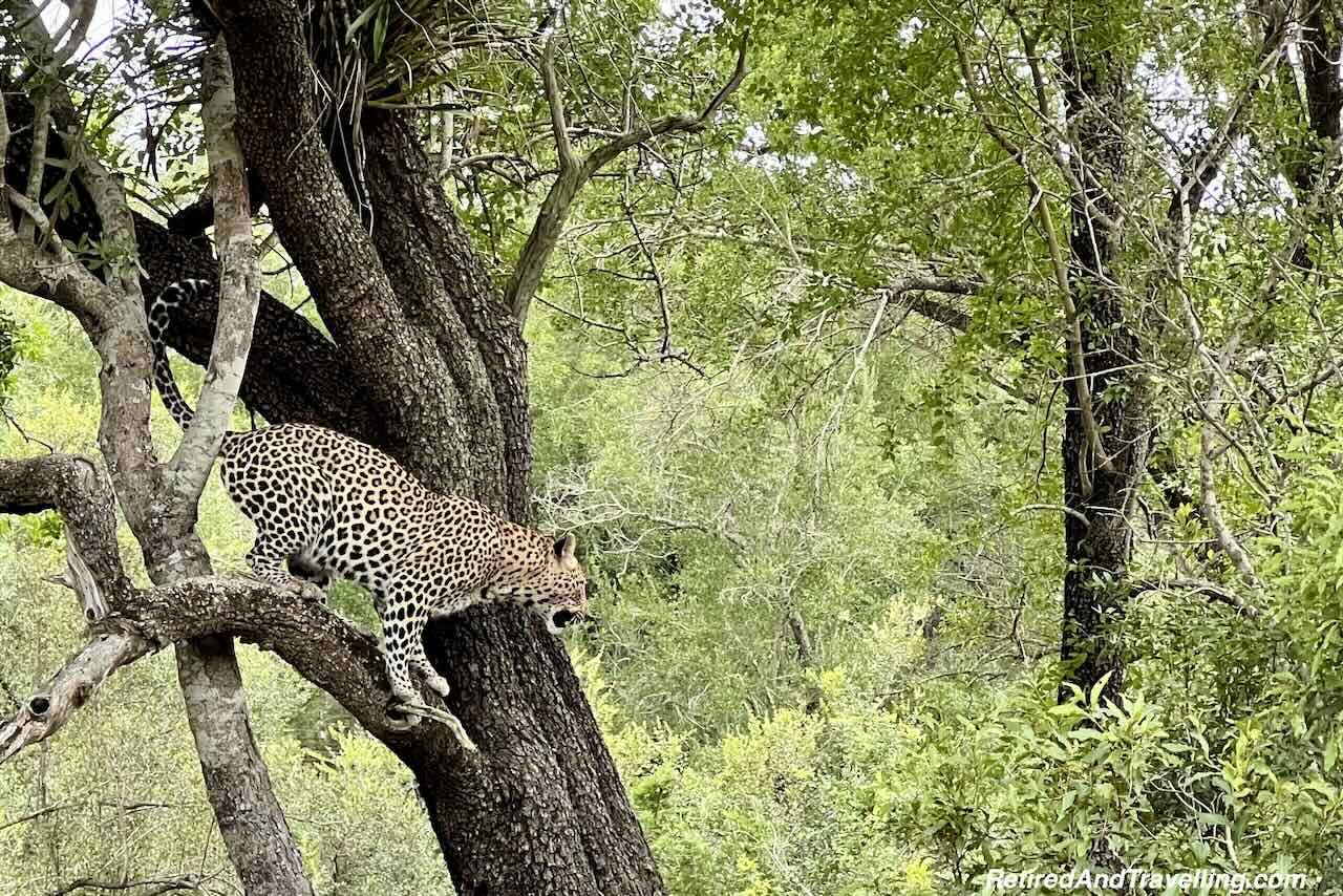Leopard Tree