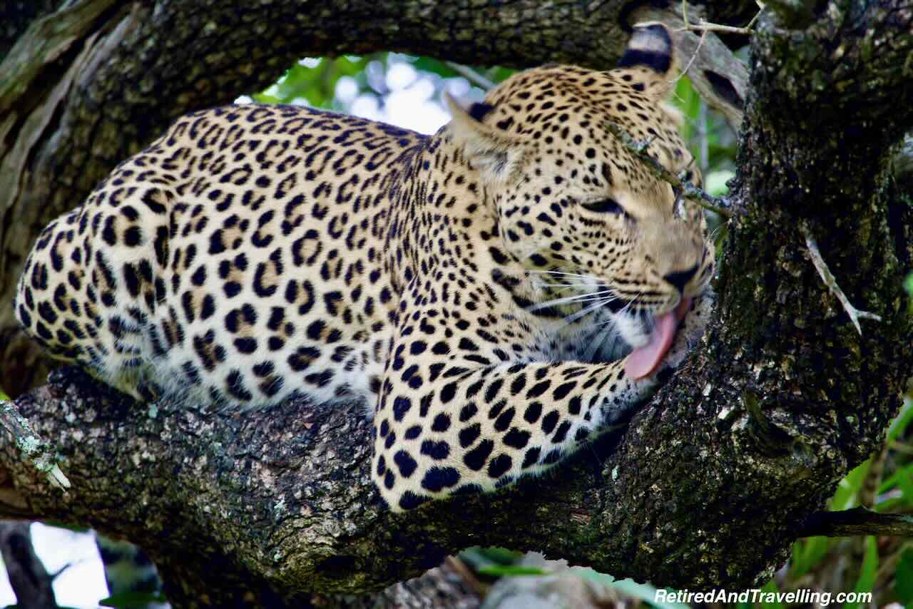 Leopard Tree - Close Animal Encounters At Sabi Sabi Private Game Reserve